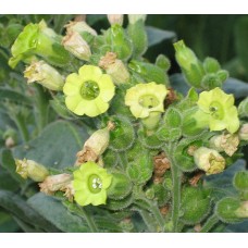 Cемена мапачо, шаманского табака, Nicotiana Rustica